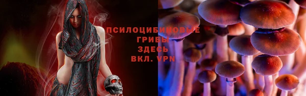прущие грибы Сосновый Бор