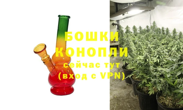 прущие грибы Сосновый Бор